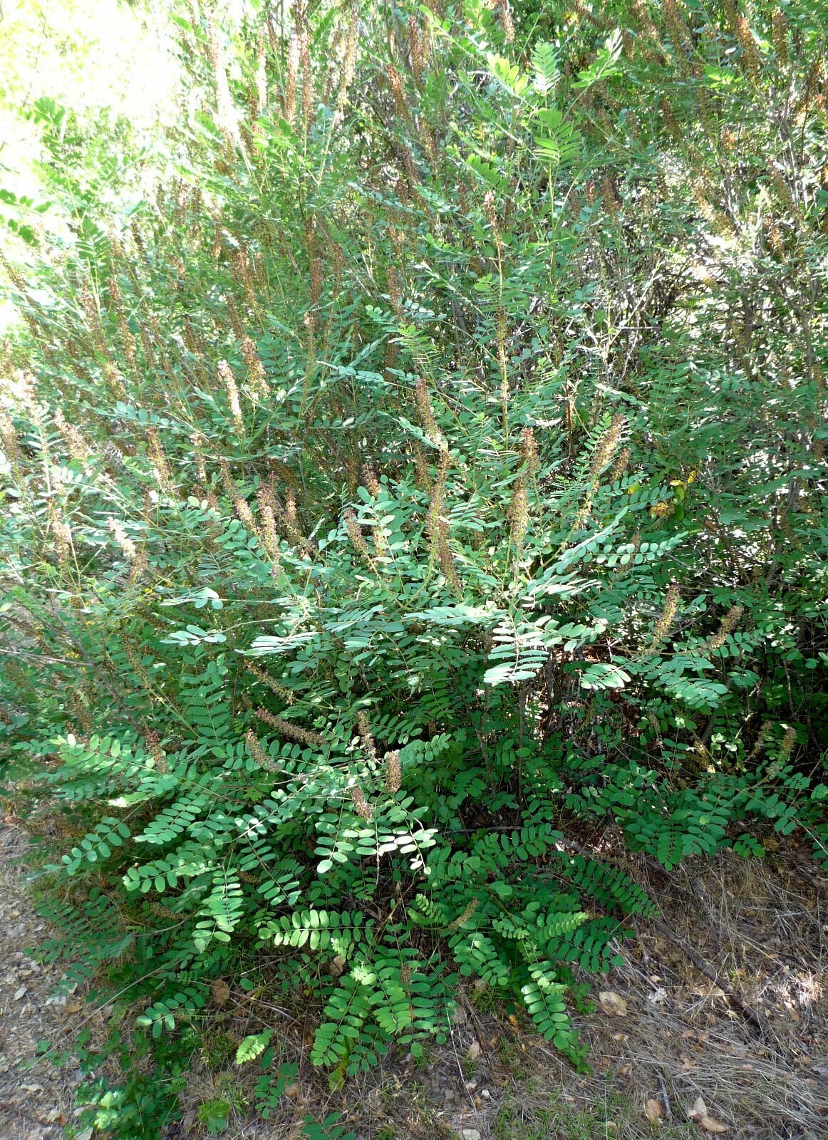 High Resolution Amorpha californica Plant